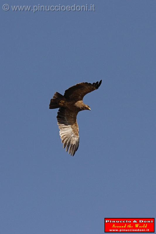 Ethiopia - 656 - Eagle.jpg
